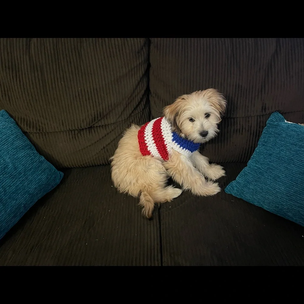 Dogs and cats clothes